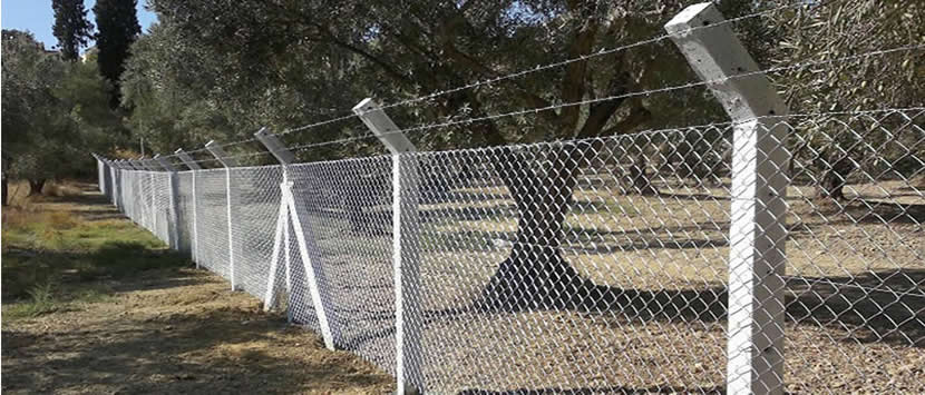 Tel Cit - Agac Kenari